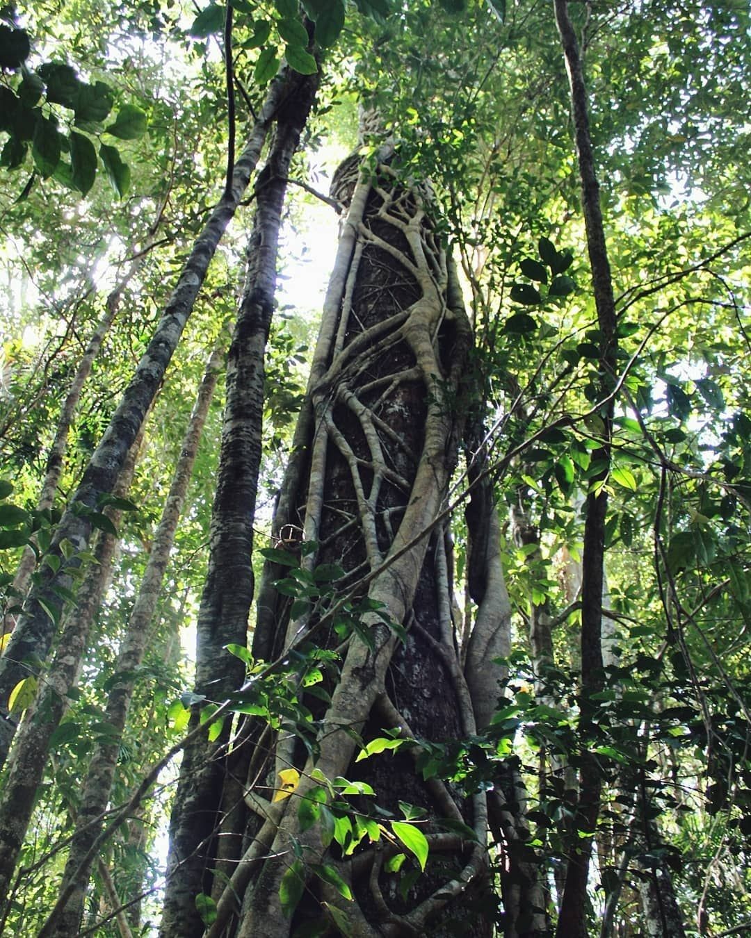 Paluma