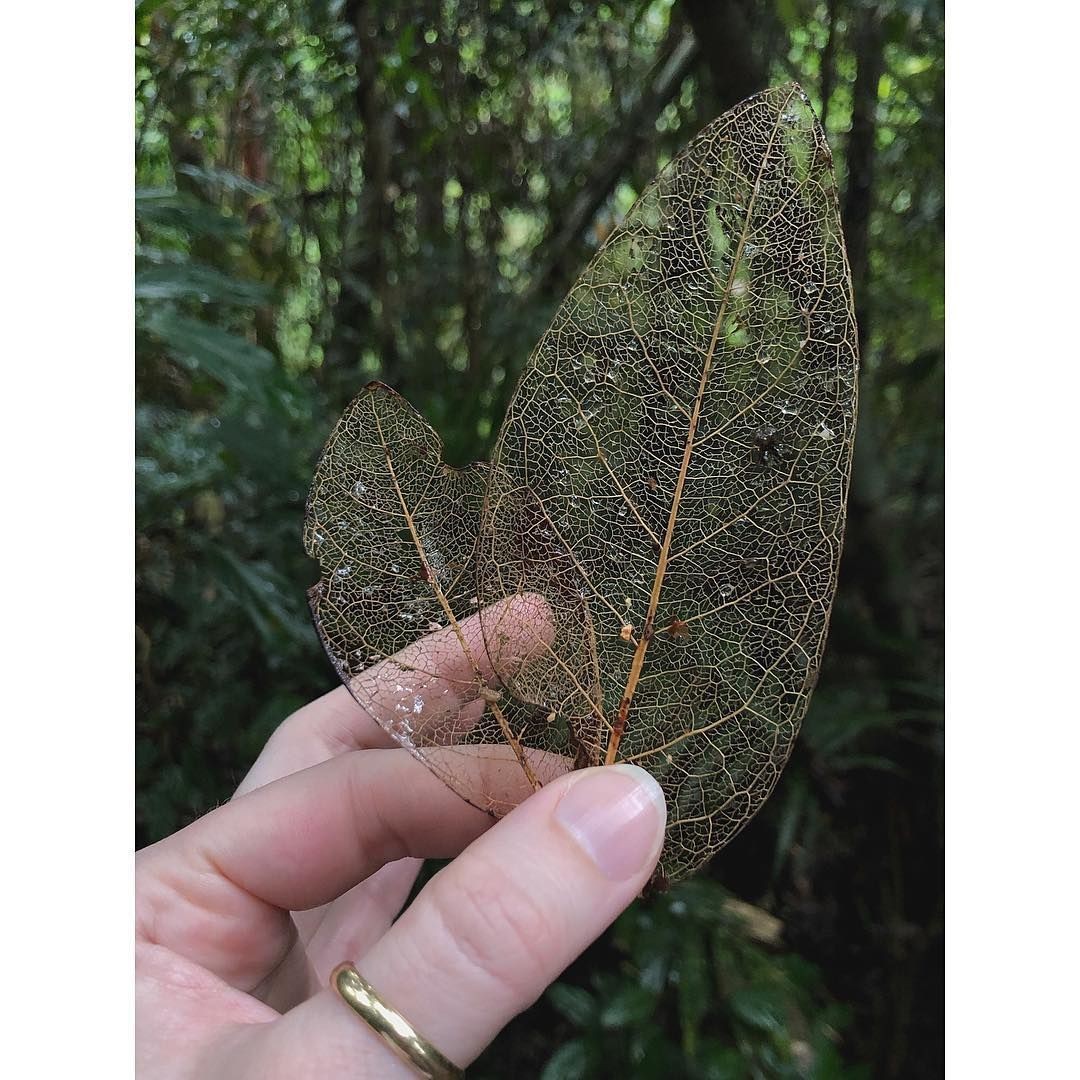 North Queensland